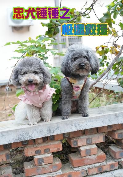 忠犬锤锤之极速救援}