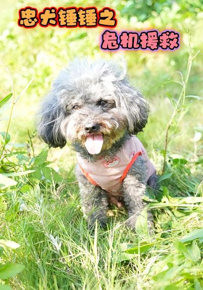 忠犬锤锤之危机援救}