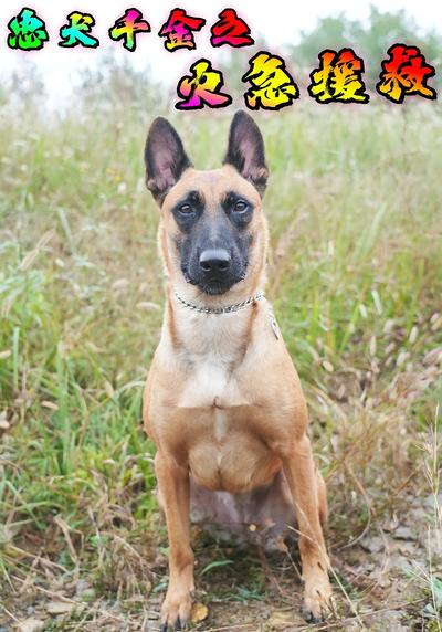 忠犬千金之火急援救}