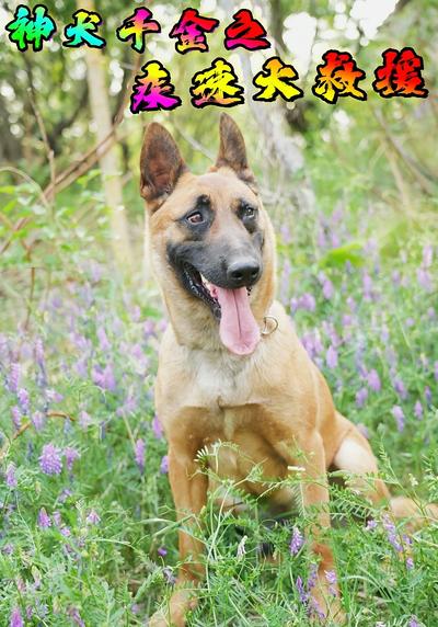 神犬千金之疾速大救援}