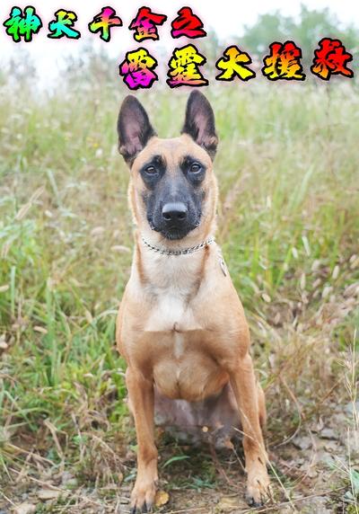 神犬千金之雷霆大援救}