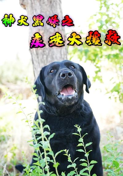 神犬黑妹之疾速大援救}