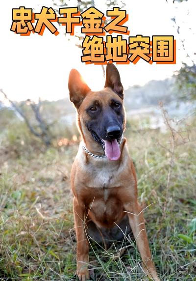 忠犬千金之绝地突围}