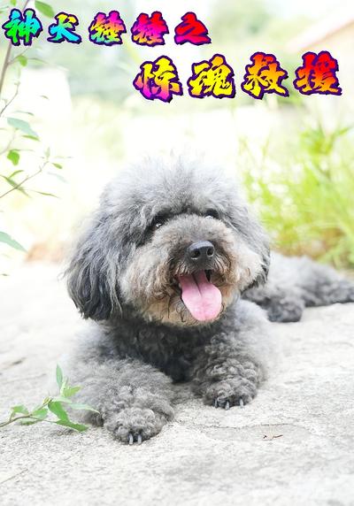 神犬锤锤之惊魂救援}