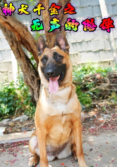 神犬千金之无声的陪伴}