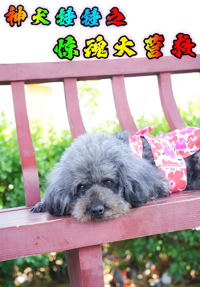 神犬锤锤之惊魂大营救}