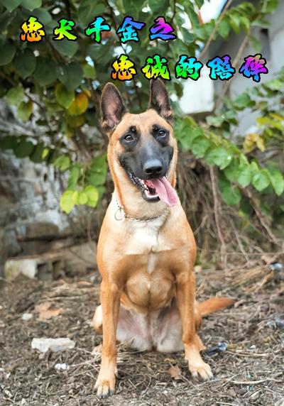 忠犬千金之忠诚的陪伴}