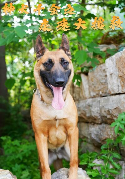 神犬千金之疾速大援救}