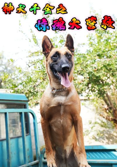 神犬千金之惊魂大营救}