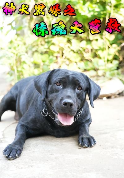 神犬黑妹之惊魂大营救}