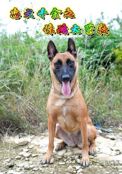 忠犬千金之惊魂大营救}