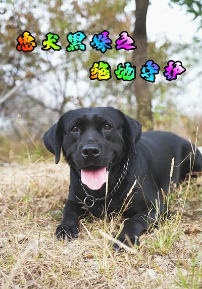 忠犬黑妹之绝地守护}