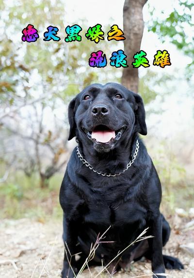 忠犬黑妹之流浪英雄}