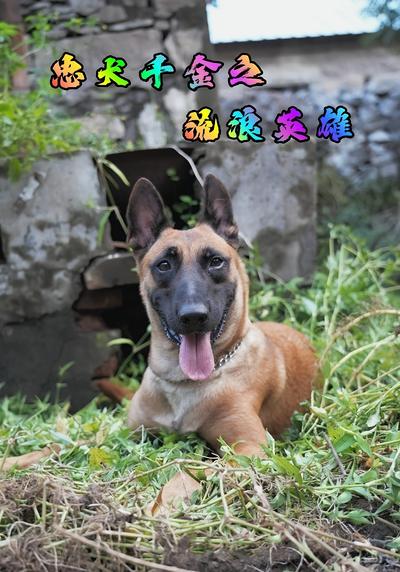 忠犬千金之流浪英雄}