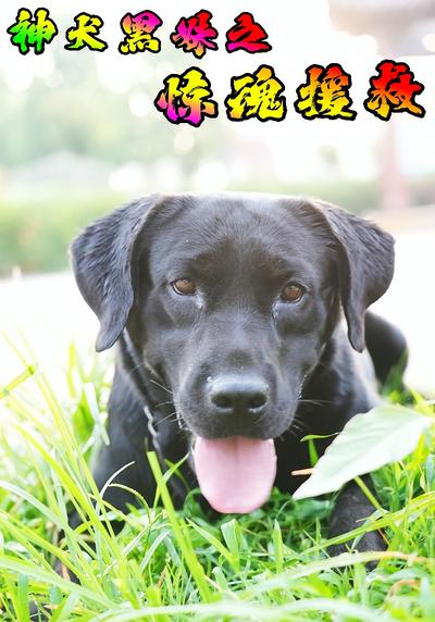 神犬黑妹之惊魂援救}