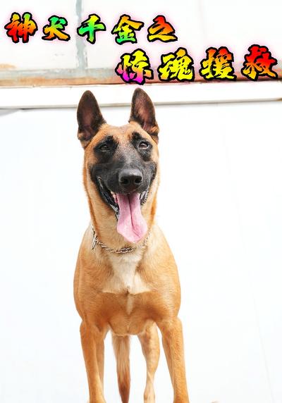 神犬千金之惊魂援救}