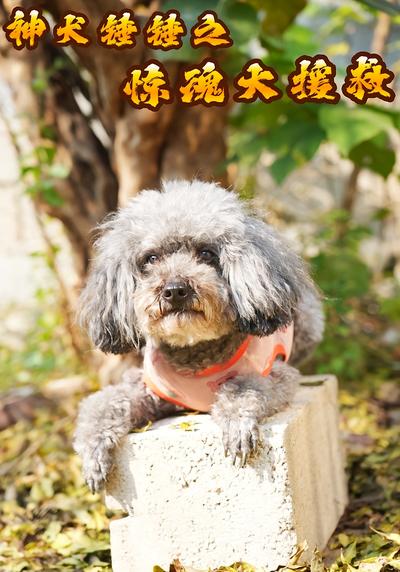 神犬锤锤之惊魂大援救}