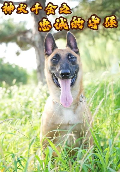 神犬千金之忠诚的守候}