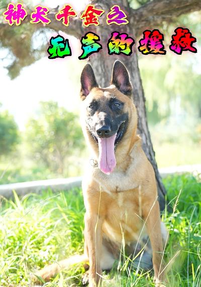 神犬千金之无声的援救}