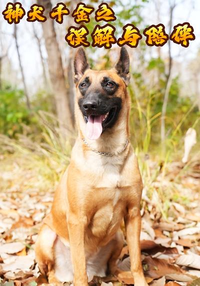 神犬千金之误解与陪伴}