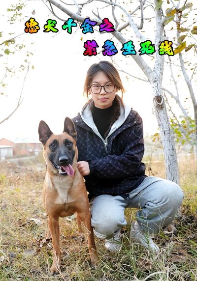 忠犬千金之紧急生死线}