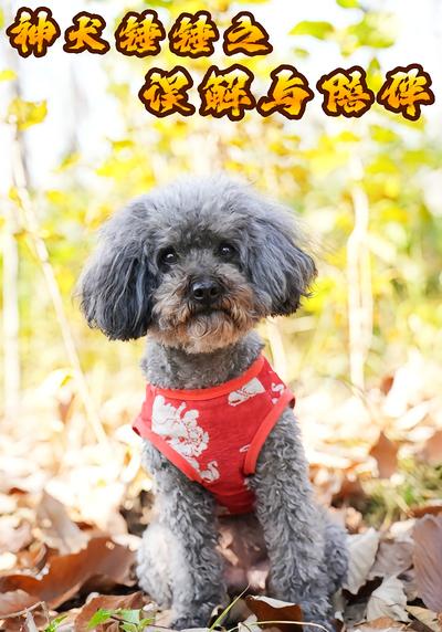 神犬锤锤之误解与陪伴}