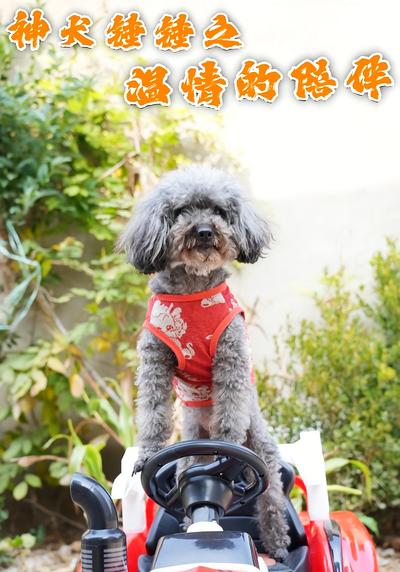 神犬锤锤之温情的陪伴}