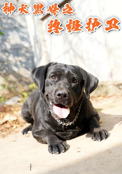 神犬黑妹之终极护卫}