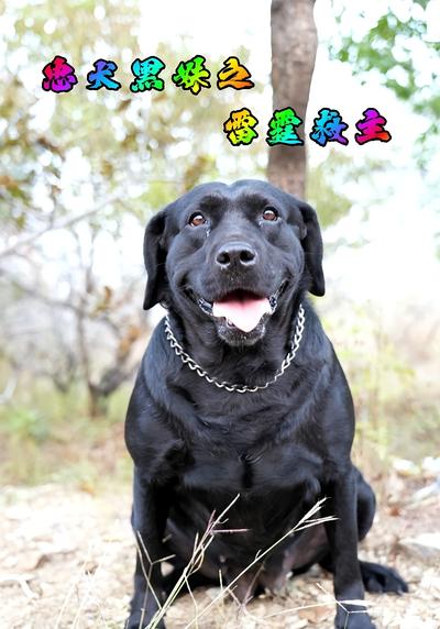 忠犬黑妹之雷霆救主}