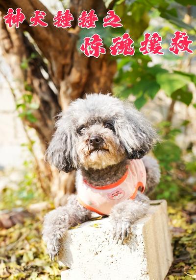 神犬锤锤之惊魂援救}