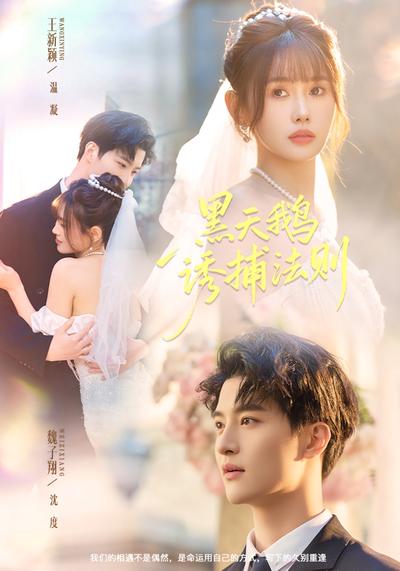 黑天鹅诱捕法则}